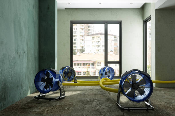 Best Basement water damage restoration  in Ara, AL